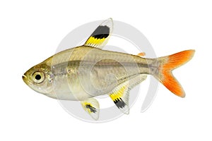 Golden pristella tetra Pristella maxillaris X-ray tetra fish isolated on white