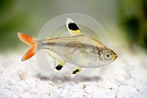 Golden pristella tetra Pristella maxillaris X-ray tetra fish on white