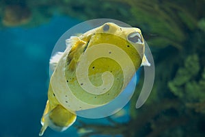 Golden Pufferfish