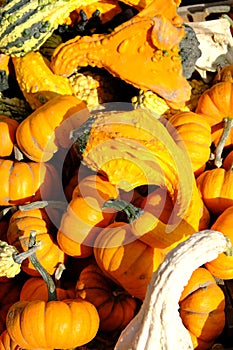 Golden pumpkin shoot in a farm during Thanksgiving holiday
