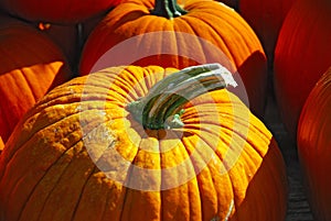 Golden pumpkins