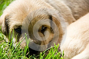 golden puppies, spring nature, still born