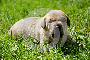 golden puppies, spring nature, still born