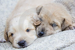 golden puppies, spring nature, still born