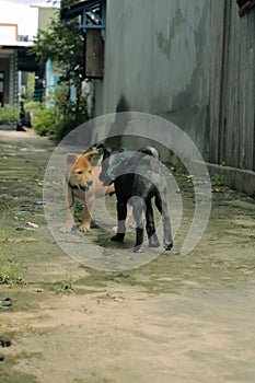 golden puppy and black puppy playing together in a street alley