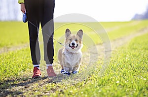 Golden a puppy a dog a Corgi in sneakers and a girl amicably walk on a spring green meadow on a morning jog on a Sunny