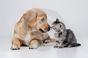 Golden puppy and gray kitten share a tender moment on white background