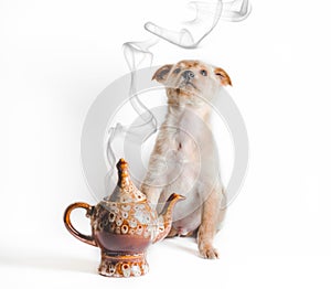 golden puppy looks at smoke from ceramic teapot