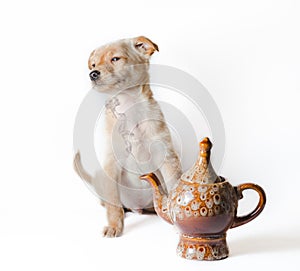 Golden puppy near ceramic teapot with smoke