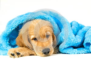 Golden puppy under a blue blanket photo