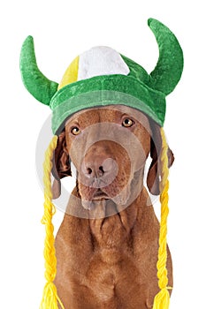 Dog with viking hat