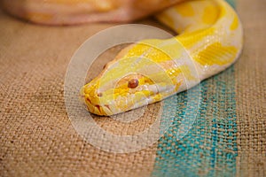 Golden python Big snake closeup