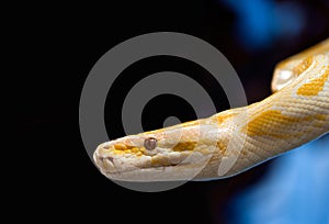 Golden python