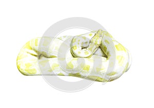 Golden Python snake on white