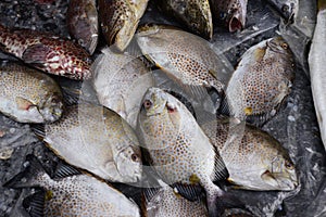Golden rabbitfish Sell in fresh seafood market