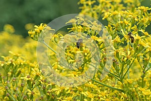 Golden ragwort Senecio doria, star-like yellow flowers with honeybees