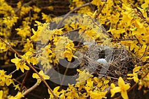 Golden rain and birds-nest