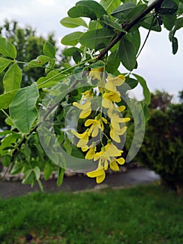 Golden rain  or comon labunum  flowers