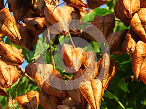 Golden Rain tree, Koelreuteria paniculata, ripe seed pods close-up. Golden colour seed-pods and tree branch.