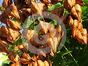 Golden Rain tree, Koelreuteria paniculata, ripe seed pods close-up. Autumn. Nature.