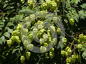 Golden Rain tree, Koelreuteria paniculata, unripe seed pods close-up, selective focus, shallow DOF