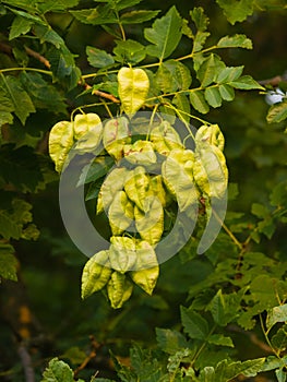 Golden Rain tree, Koelreuteria paniculata, unripe seed pods close-up, selective focus, shallow DOF