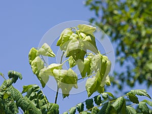 Golden Rain tree, Koelreuteria paniculata, unripe seed pods close-up, selective focus, shallow DOF