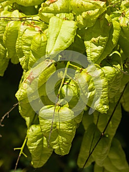 Golden Rain tree, Koelreuteria paniculata, unripe seed pods close-up, selective focus, shallow DOF