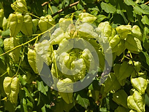 Golden Rain tree, Koelreuteria paniculata, unripe seed pods close-up, selective focus, shallow DOF