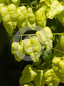 Golden Rain tree, Koelreuteria paniculata, unripe seed pods close-up, selective focus, shallow DOF