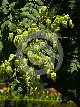 Golden Rain tree, Koelreuteria paniculata, unripe seed pods close-up, selective focus, shallow DOF