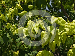 Golden Rain tree, Koelreuteria paniculata, unripe seed pods close-up, selective focus, shallow DOF