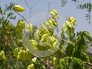 Golden Rain tree, Koelreuteria paniculata, unripe seed pods close-up, selective focus, shallow DOF