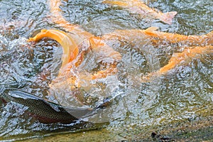 Golden  rainbow trout in the fish farm splashing in the water