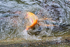 Golden  rainbow trout in the fish farm splashing in the water