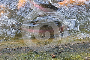 Golden  rainbow trout in the fish farm splashing in the water