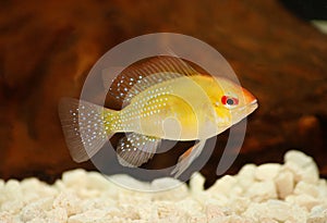 Golden Ram Dwarf cichlid Mikrogeophagus ramirezi aquarium fish