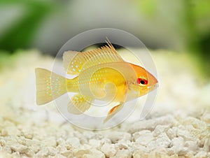 Golden Ram Dwarf cichlid Mikrogeophagus ramirezi freshwater aquarium fish