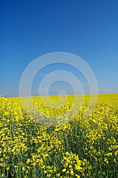 Golden field