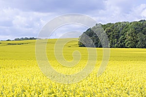 Golden field