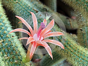 The golden rat tail Cleistocactus winteri or Rat tail cactus