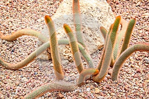 Golden rat tailed cactus or long cleistocactus winteri patterns in botanical garden background