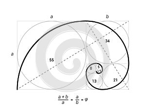 Golden ratio vector proportion spiral section. Fibonacci golden ratio geometry photo