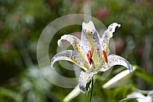 Golden rayed lily