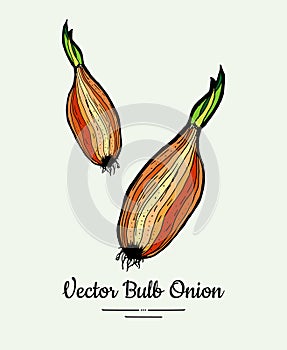 Golden red bulb onion hand drawn vector illustration. Modern line ink vegetable onion halves illustration. Hand drawn