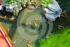 Golden and red koi fish