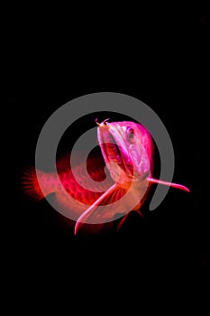 A golden red tail arowana fish isolated vertical view on black background.