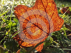 Golden Reddish Brown Autumn Leaf In The Grass