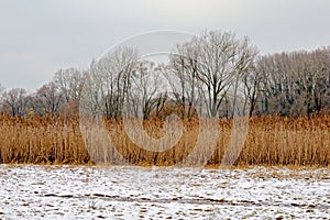 Golden reed and bare trees in a snow landscape Bourgoyen nature reserve, Ghent, Belgium