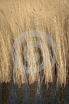 Golden reed flood by water lit up by the sun